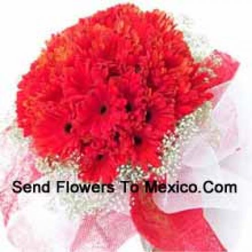 Cute 36 Red Gerberas