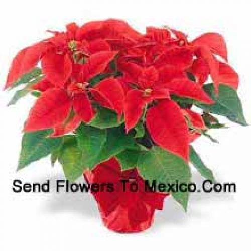 Hermosas Poinsettias Rojas