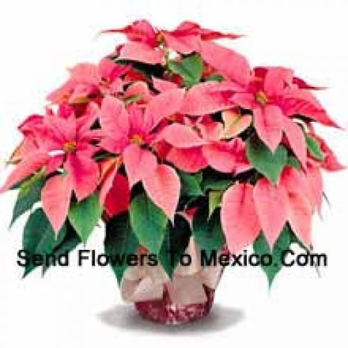 Elegantes Poinsettias con Hojas