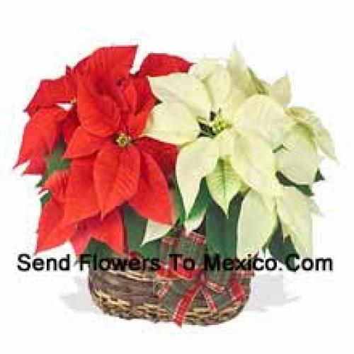 Hermosas poinsettias rojas y blancas en una cesta